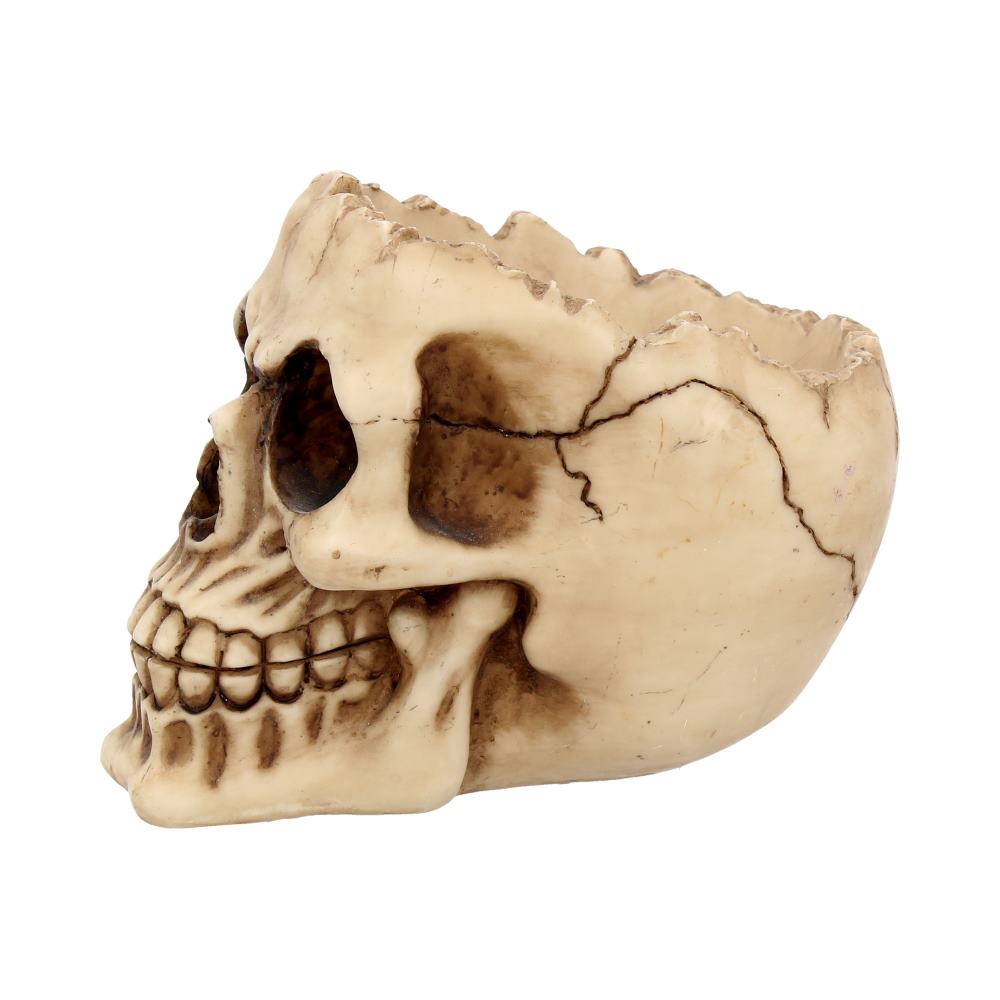 Lobo Skull 14.5cm
